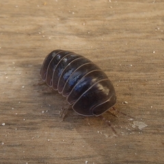 Armadillo officinalis