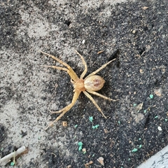 Philodromus aureolus