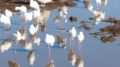 Platalea alba