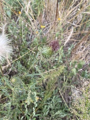 Cirsium flodmanii