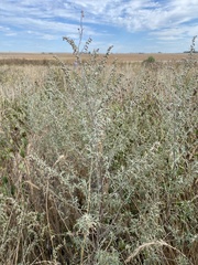 Artemisia absinthium