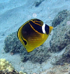 Chaetodon lunula