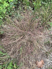 Eragrostis spectabilis