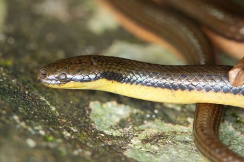 Photo of a Tonkin Mountain Keelback (Opisthotropis lateralis)