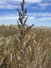 Cyclachaena xanthiifolia