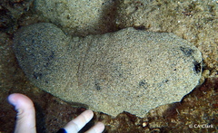 Holothuria whitmaei