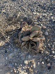 Opuntia basilaris basilaris