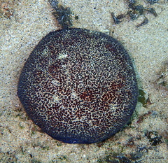 Culcita novaeguineae