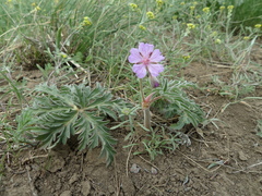 Geranium tuberosum