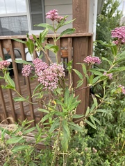 Asclepias incarnata