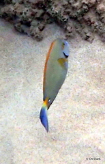 Acanthurus dussumieri