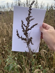 Cyclachaena xanthiifolia