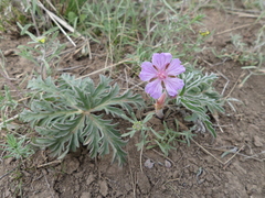 Geranium tuberosum