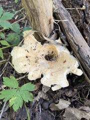 Hygrophorus chrysodon
