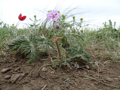 Geranium tuberosum