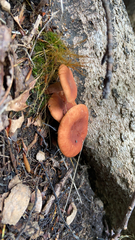 Lactarius rubidus