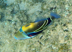 Rhinecanthus rectangulus