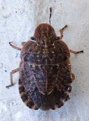 Sciocoris