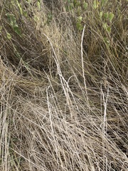 Elymus trachycaulus