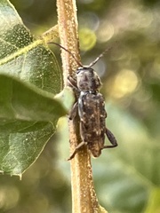 Xylotrechus nauticus
