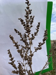 Cyclachaena xanthiifolia