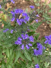 Caryopteris