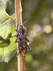 Xylotrechus nauticus