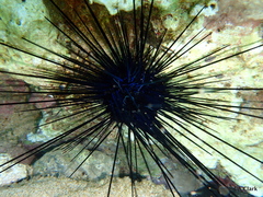 Diadema savignyi