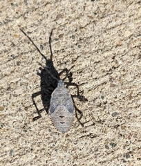 Anasa tristis