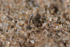 Limosininae