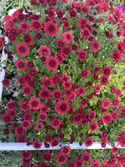 Chrysanthemum morifolium