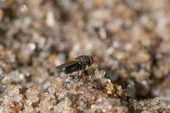 Limosininae