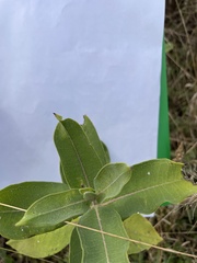 Asclepias viridiflora