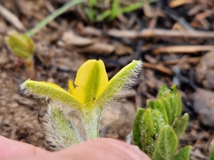 Hypoxis