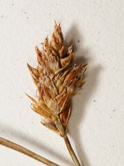 Carex duriuscula
