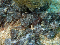 Stylocheilus striatus