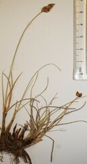 Carex duriuscula