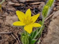Hypoxis