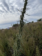Artemisia biennis