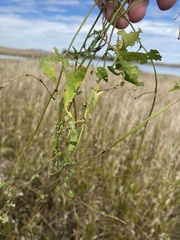 Fallopia convolvulus