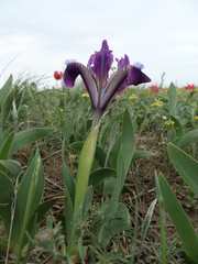 Iris pumila