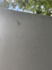 Hentzia mitrata