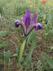 Iris pumila