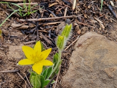 Hypoxis