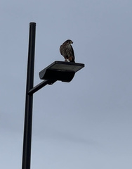 Falco novaeseelandiae