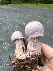 Cortinarius traganus