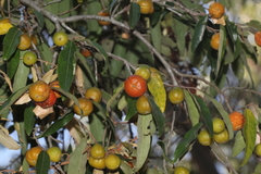 Petalostigma triloculare