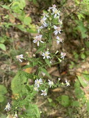 Symphyotrichum cordifolium