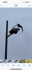 Falco novaeseelandiae