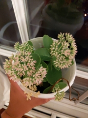 Hylotelephium maximum × spectabile